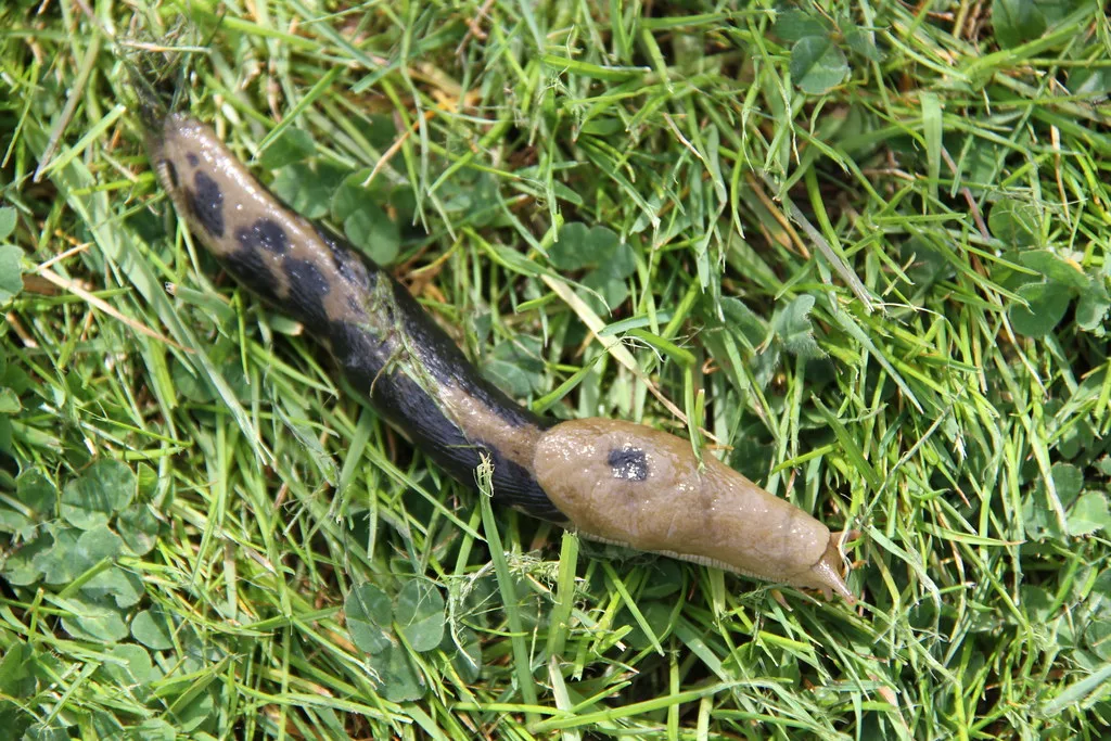 slakken bij jonge planten in de tuin