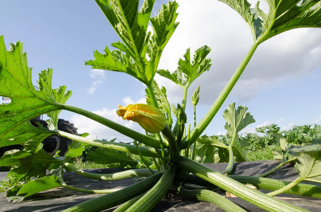 water geven in de tuin met gieter bij planten in juni