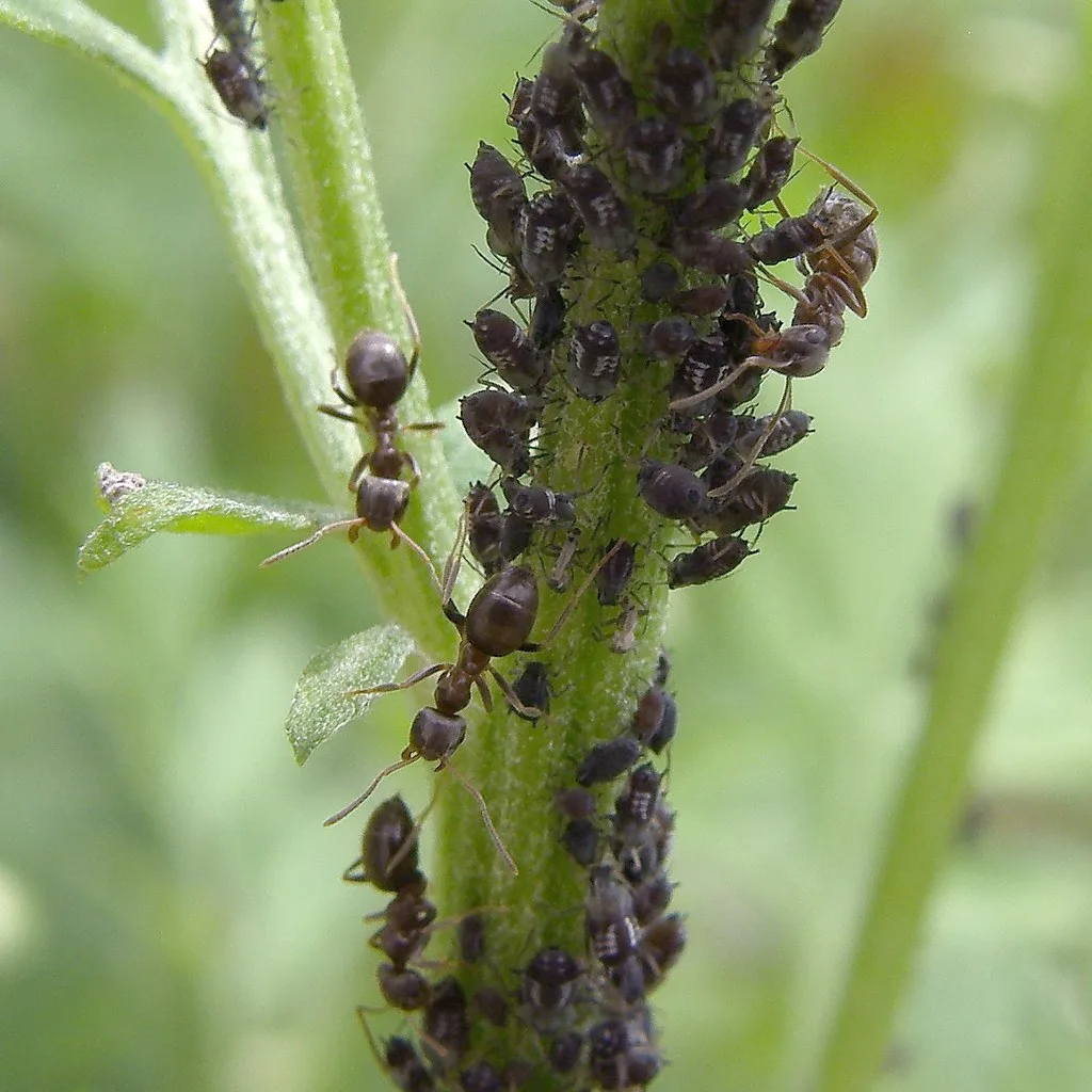 bladluis op jonge scheut en slaksporen in de tuin
