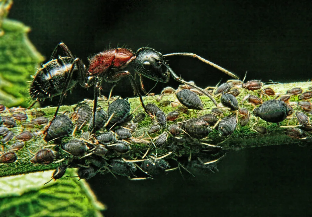 bladluis onder blad in de tuin