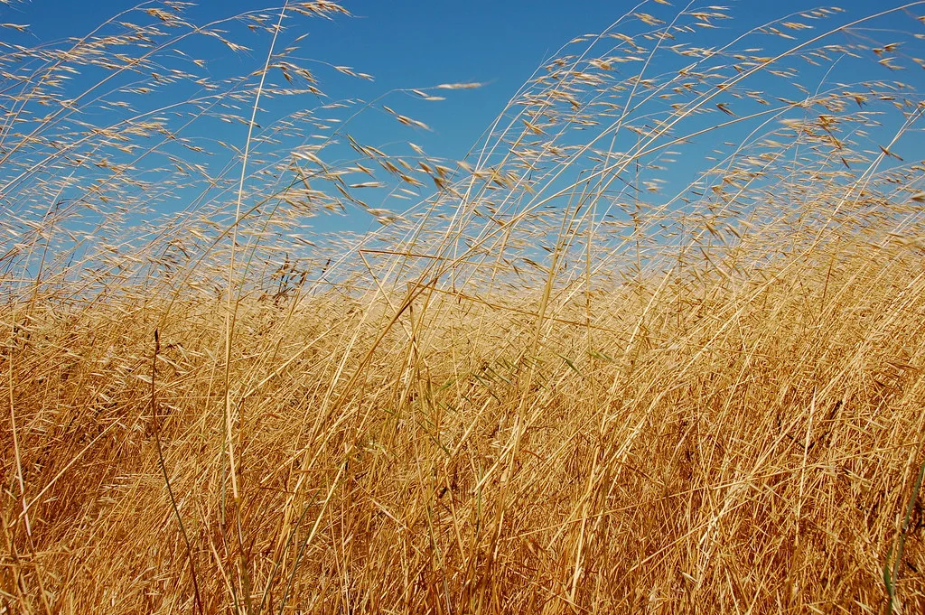 gazon maaien gras maaisel zomer