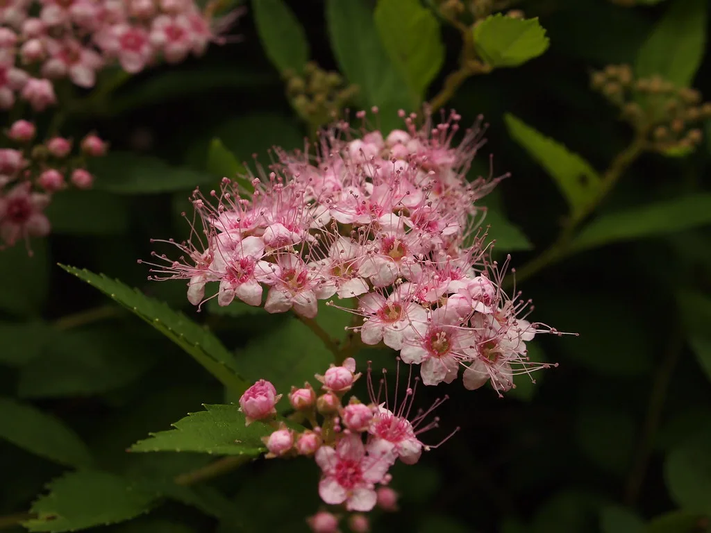 uitgebloeide weigela licht snoeien in de zomer