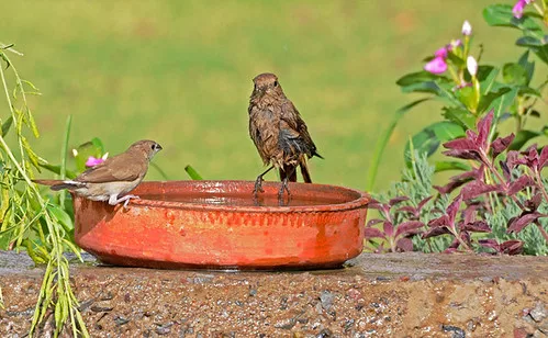 vogelbadje met stenen en bloeiende wilde marjolein in zomertuin
