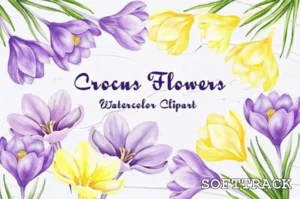 Crocus Clipart, Spring Flowers