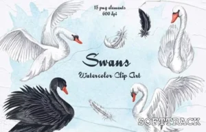 Swans Watercolor Clipart